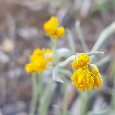 Chrysocephalum apiculatum (Common Everlasting) at Dunlop Grasslands - 13 Oct 2020 by tpreston