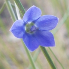 Wahlenbergia multicaulis (Tadgell's Bluebell) at Fraser, ACT - 13 Oct 2020 by trevorpreston