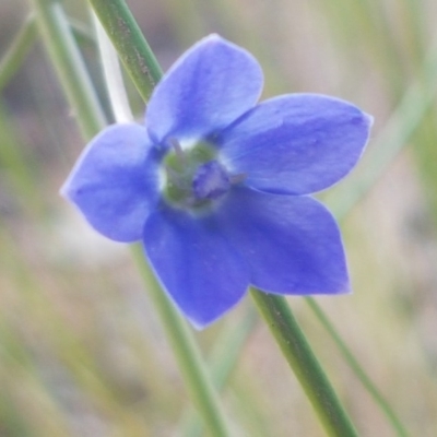 Wahlenbergia multicaulis (Tadgell's Bluebell) at Fraser, ACT - 13 Oct 2020 by trevorpreston
