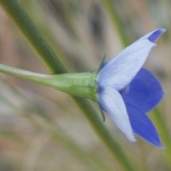 Wahlenbergia multicaulis at Fraser, ACT - 13 Oct 2020 05:02 PM