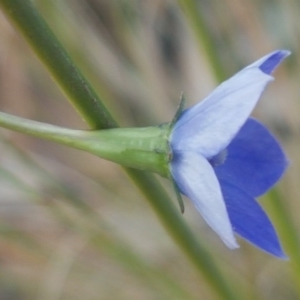 Wahlenbergia multicaulis at Fraser, ACT - 13 Oct 2020 05:02 PM