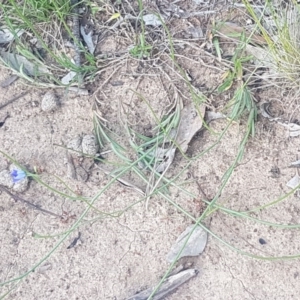 Wahlenbergia multicaulis at Fraser, ACT - 13 Oct 2020