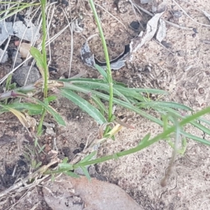 Wahlenbergia multicaulis at Fraser, ACT - 13 Oct 2020 05:02 PM