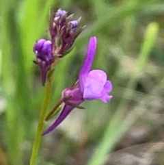 Linaria pelisseriana (Pelisser's Toadflax) at Flea Bog Flat, Bruce - 12 Oct 2020 by JVR