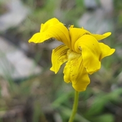 Goodenia pinnatifida (Scrambled Eggs) at Fraser, ACT - 13 Oct 2020 by trevorpreston