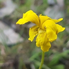 Goodenia pinnatifida (Scrambled Eggs) at Fraser, ACT - 13 Oct 2020 by tpreston