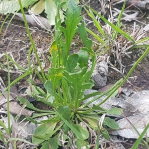 Goodenia pinnatifida at Fraser, ACT - 13 Oct 2020