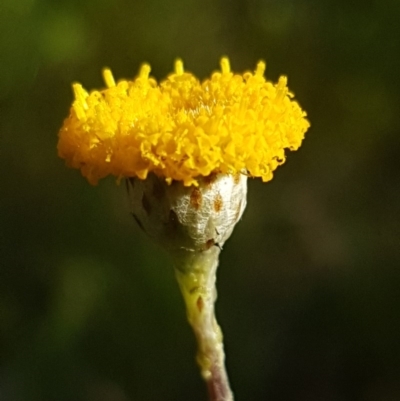 Leptorhynchos squamatus (Scaly Buttons) at Fraser, ACT - 13 Oct 2020 by trevorpreston