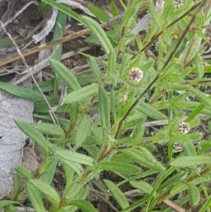 Leptorhynchos squamatus at Fraser, ACT - 13 Oct 2020