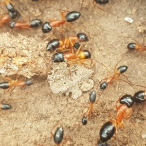 Camponotus consobrinus at Fraser, ACT - 13 Oct 2020 04:48 PM