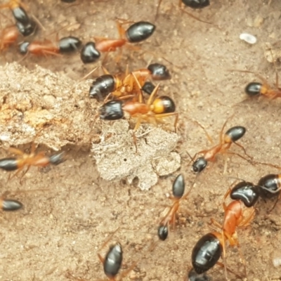 Camponotus consobrinus (Banded sugar ant) at Fraser, ACT - 13 Oct 2020 by trevorpreston