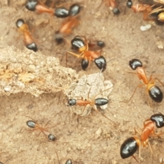 Camponotus consobrinus at Fraser, ACT - 13 Oct 2020