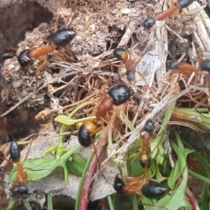 Camponotus consobrinus at Fraser, ACT - 13 Oct 2020