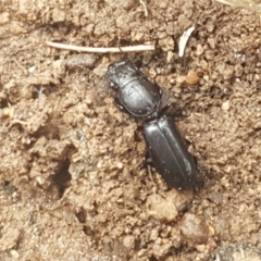 Carenum (genus) (Predatory ground beetle) at Fraser, ACT - 13 Oct 2020 by trevorpreston