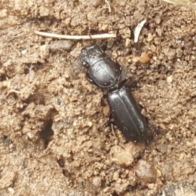 Carenum (genus) (Predatory ground beetle) at Fraser, ACT - 13 Oct 2020 by trevorpreston