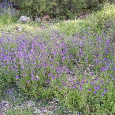 Echium plantagineum (Paterson's Curse) at Campbell, ACT - 13 Oct 2020 by SusanneG