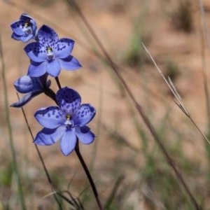 Thelymitra ixioides at Yass River, NSW - 13 Oct 2020