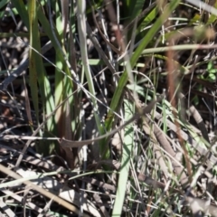 Thelymitra ixioides at Yass River, NSW - suppressed