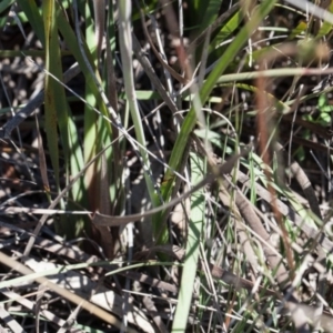 Thelymitra ixioides at Yass River, NSW - 13 Oct 2020