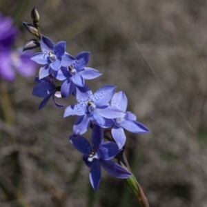 Thelymitra ixioides at Yass River, NSW - suppressed