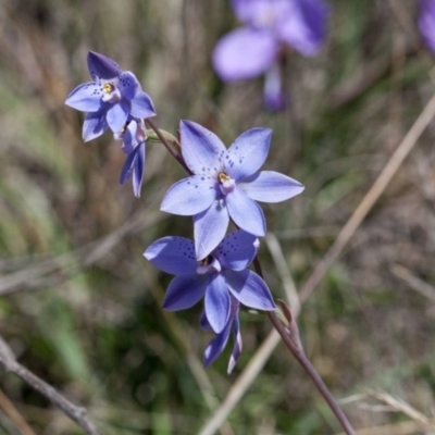 Thelymitra ixioides (Dotted Sun Orchid) at Yass River, NSW - 13 Oct 2020 by SallyandPeter
