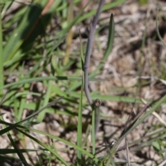 Thelymitra ixioides at Yass River, NSW - suppressed