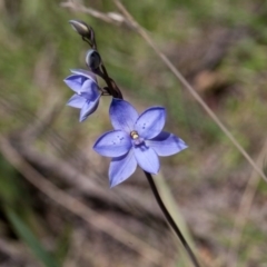 Thelymitra ixioides at Yass River, NSW - 13 Oct 2020