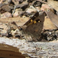 Trapezites phigalia (Heath Ochre) at Black Mountain - 13 Oct 2020 by Christine