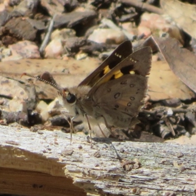 Trapezites phigalia (Heath Ochre) at Black Mountain - 13 Oct 2020 by Christine