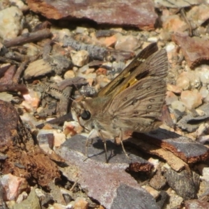 Trapezites phigalia at Downer, ACT - 13 Oct 2020 01:47 PM