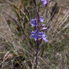 Thelymitra ixioides (Dotted Sun Orchid) at Yass River, NSW - 13 Oct 2020 by SallyandPeter