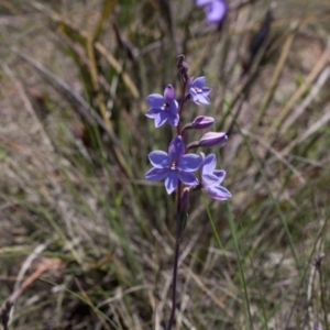 Thelymitra ixioides at Yass River, NSW - suppressed