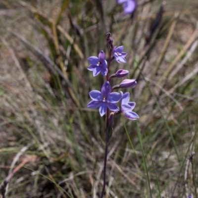 Thelymitra ixioides (Dotted Sun Orchid) at Yass River, NSW - 13 Oct 2020 by SallyandPeter