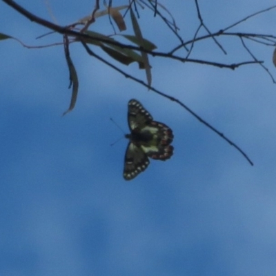 Delias aganippe (Spotted Jezebel) at Downer, ACT - 13 Oct 2020 by Christine