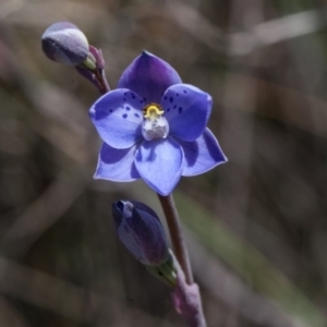 Thelymitra ixioides at Yass River, NSW - suppressed