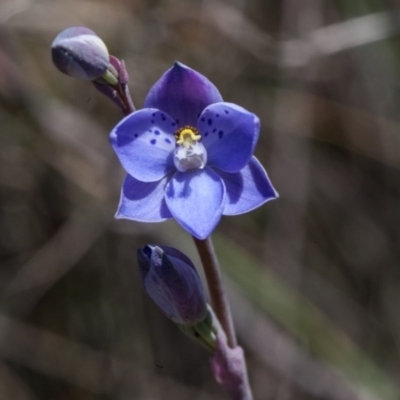 Thelymitra ixioides (Dotted Sun Orchid) at Yass River, NSW - 13 Oct 2020 by SallyandPeter