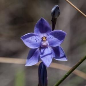 Thelymitra ixioides at Yass River, NSW - suppressed