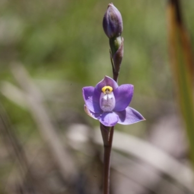 Thelymitra sp. (pauciflora complex) (Sun Orchid) at Yass River, NSW - 13 Oct 2020 by SallyandPeter