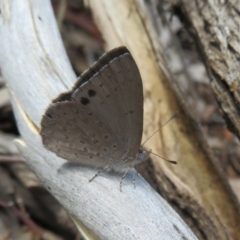 Erina hyacinthina (Varied Dusky-blue) at Downer, ACT - 13 Oct 2020 by Christine