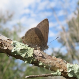 Erina hyacinthina at Downer, ACT - 13 Oct 2020