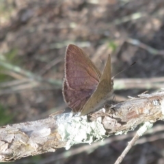 Erina hyacinthina at Downer, ACT - 13 Oct 2020