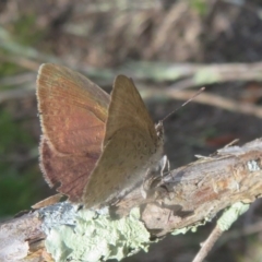 Erina hyacinthina at Downer, ACT - 13 Oct 2020 02:27 PM