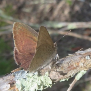 Erina hyacinthina at Downer, ACT - 13 Oct 2020 02:27 PM