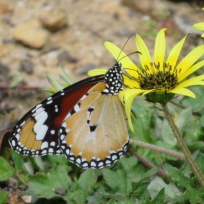 Danaus petilia (Lesser wanderer) at Black Mountain - 13 Oct 2020 by Christine