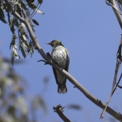 Oriolus sagittatus (Olive-backed Oriole) at Majura, ACT - 12 Oct 2020 by AlisonMilton