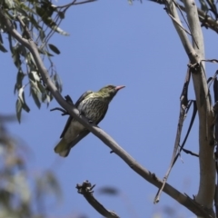 Oriolus sagittatus at Majura, ACT - 12 Oct 2020