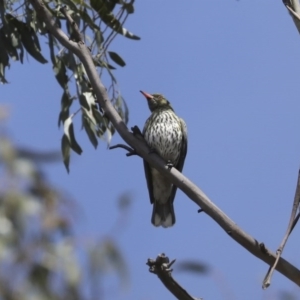 Oriolus sagittatus at Majura, ACT - 12 Oct 2020