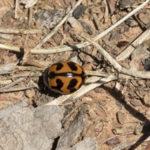 Coccinella transversalis at Majura, ACT - 13 Oct 2020