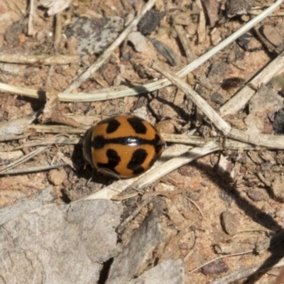 Coccinella transversalis (Transverse Ladybird) at Mount Ainslie - 12 Oct 2020 by AlisonMilton