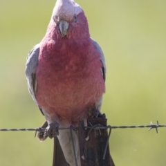 Eolophus roseicapilla (Galah) at Majura, ACT - 12 Oct 2020 by Alison Milton